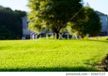 清晨陽光下的綠草 清晨陽光下的綠草 92667137