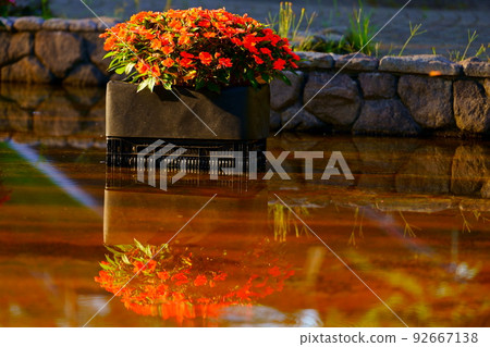 倒映在水中的紅色花朵 倒映在水中的紅色花朵 92667138