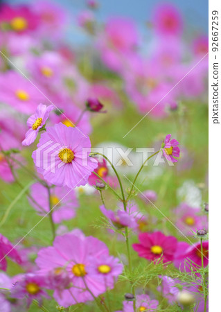 大波斯菊下雨天大波斯菊花材 大波斯菊下雨天大波斯菊花材 92667259