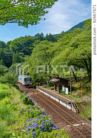 Hydrangea in bloom at Tarumi Railway Hinata Station in early summer Hydrangea in bloom at Tarumi Railway Hinata Station in early summer 92667871