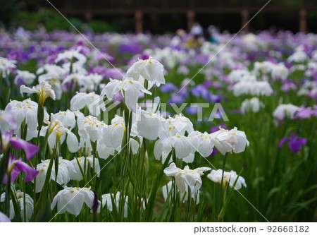 松戶市本成寺的日本鳶尾花 92668182