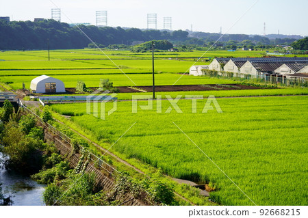 綠色稻田和河流 綠色稻田和河流 92668215