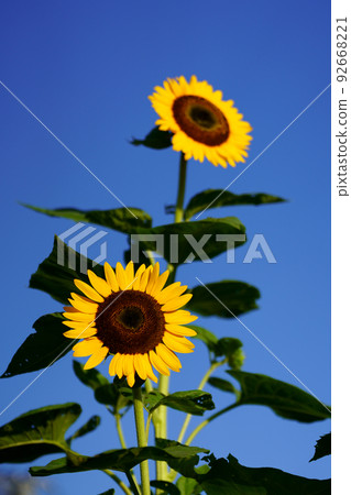 兩輪向日葵花 兩輪向日葵花 92668221