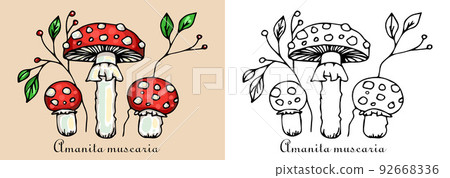 Fly agaric mushrooms Amanita muscaria Fly agaric mushrooms Amanita muscaria 92668336