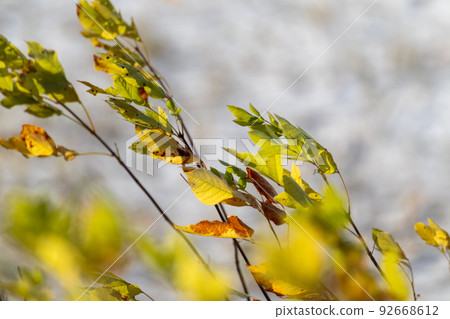 Autumn colorful green and yellow leaves in wind Autumn colorful green and yellow leaves in wind 92668612