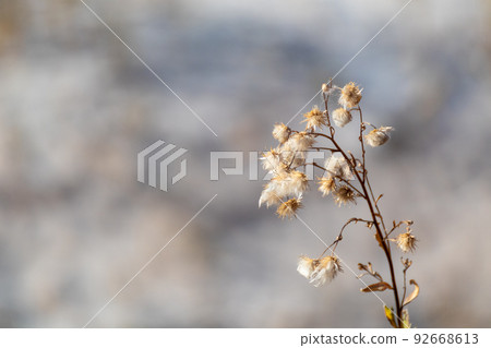 Dry grass autumn fluffy flower seeds, macro desert Dry grass autumn fluffy flower seeds, macro desert 92668613