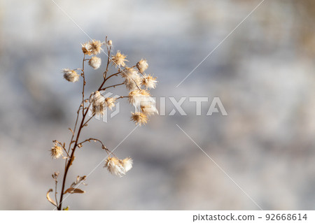 Dry grass autumn fluffy flower seeds, macro desert 92668614