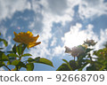 黃玫瑰和太陽夏天圖片 92668709