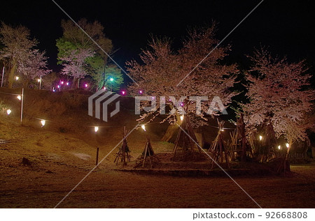 Night cherry blossoms at Koide Park Night cherry blossoms at Koide Park 92668808