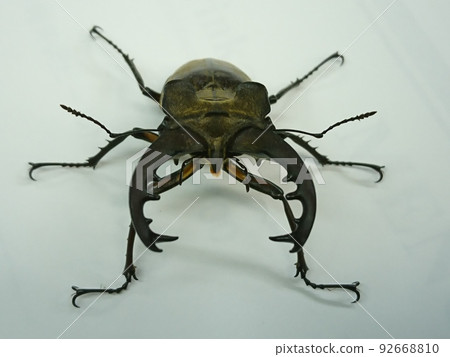 Wild stag beetle (male) Wild stag beetle (male) 92668810