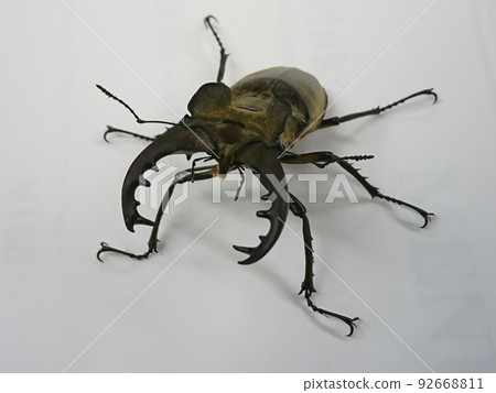 Wild stag beetle (male) Wild stag beetle (male) 92668811