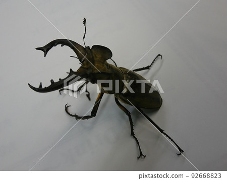 Wild stag beetle (male) Wild stag beetle (male) 92668823