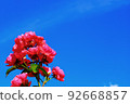 藍天和紅花 92668857