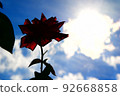 太陽和紅玫瑰的剪影夏天形象 92668858