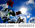 太陽和紅玫瑰的剪影夏天形象 92668859