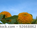 盛開的向日葵夏天圖片素材 92668862