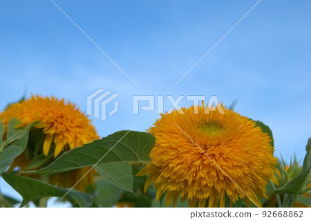 盛開的向日葵夏天圖片素材 92668862