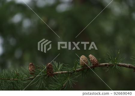 Closeup photo of larch tree with cones 92669040