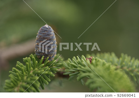 Closeup photo of purplr cones on korean fir tree Closeup photo of purplr cones on korean fir tree 92669041