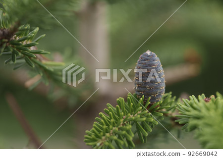 Closeup photo of purplr cones on korean fir tree 92669042