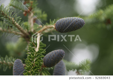 Closeup photo of purplr cones on korean fir tree 92669043