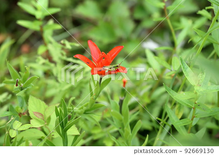 A grasshopper resting on a sun lily flower 92669130