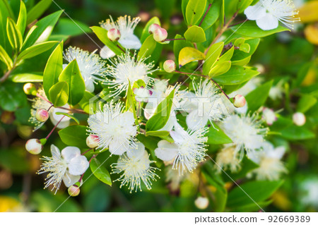 Blooming myrtle branches with small white flowers Blooming myrtle branches with small white flowers 92669389
