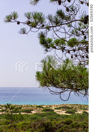 Portuguese coast of the atlantic ocean with greenery among the sand and pine trees Portuguese coast of the atlantic ocean with greenery among the sand and pine trees 92669390