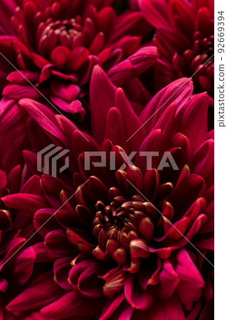 Burgundy chrysanthemum flowers on a white background 92669394