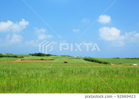 Okinawa scenery sugar cane field 92669423
