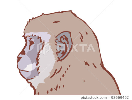 Illustration of a cynomolgus monkey 92669462