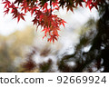 Maple Leaf Meiji 92669924