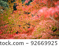 Autumn leaves 92669925