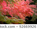autumn leaves red and green 92669926