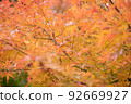 autumn leaves yellow and red 92669927