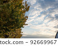 Dusk of autumn leaves 92669967