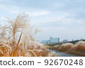 Miscanthus 92670248