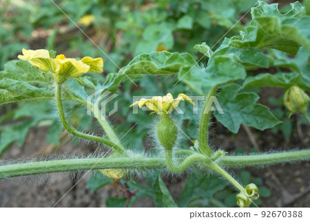 Female and male flowers of watermelon 02 92670388