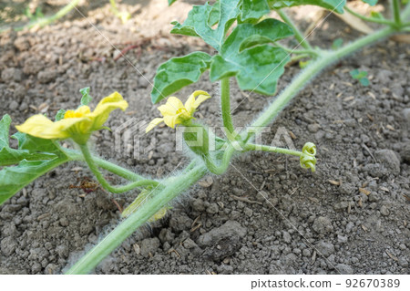 Female and male flowers of watermelon 03 92670389