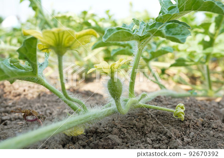 Female and male flowers of watermelon 05 92670392