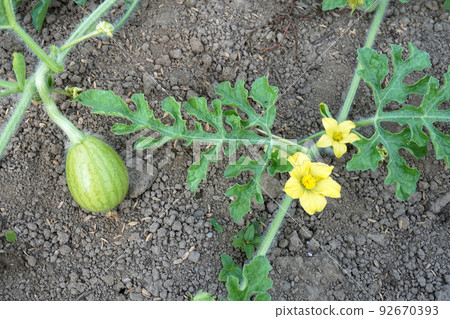 Watermelon female and male flowers and fruit 01 92670393