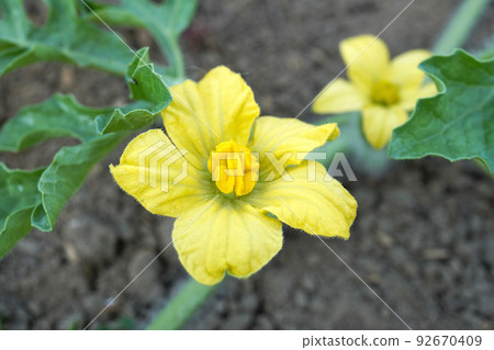 西瓜雄花01 92670409