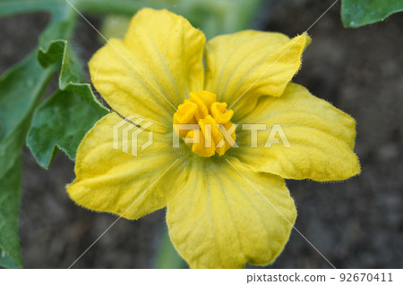 西瓜雄花02 92670411