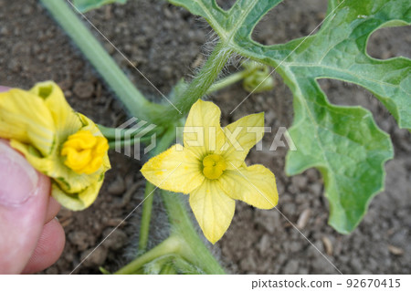 artificial pollination 01 92670415