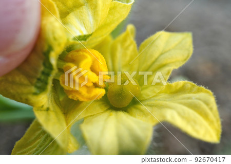 artificial pollination 02 92670417
