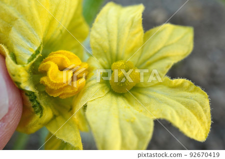 artificial pollination 03 92670419