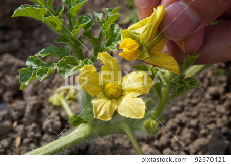 人工授粉 04 人工授粉 04 92670421