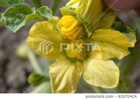 artificial pollination 06 92670424