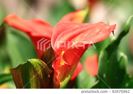 山藥、馬蹄蓮、馬蹄蓮、水芋、苞片化石、野馬鈴薯、香芋、海芋百合、慈善花 山藥、馬蹄蓮、馬蹄蓮、水芋、苞片化石、野馬鈴薯、香芋、海芋百合、慈善花 92670862