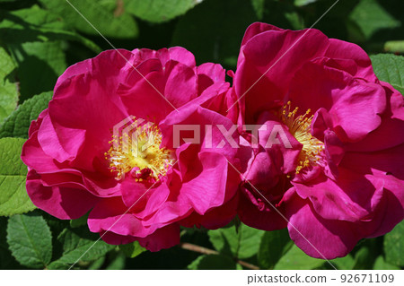 Pink apothecary rose flowers in close up Pink apothecary rose flowers in close up 92671109